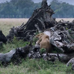 Львица, защищающая своих детёнышей от буйволов, стала звездой телеканала ВВС