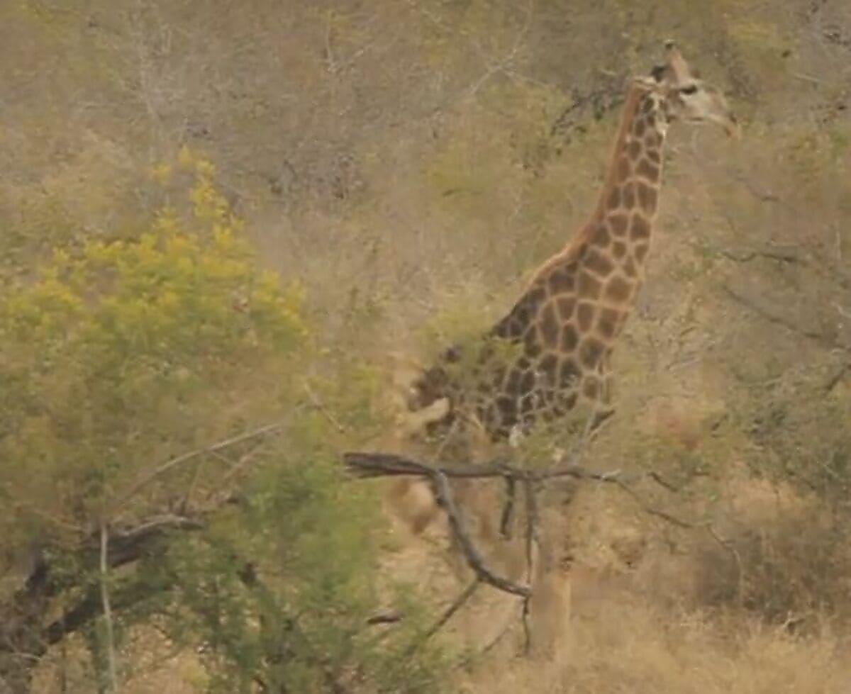 Львицы окружили жирафа в африканском заповеднике