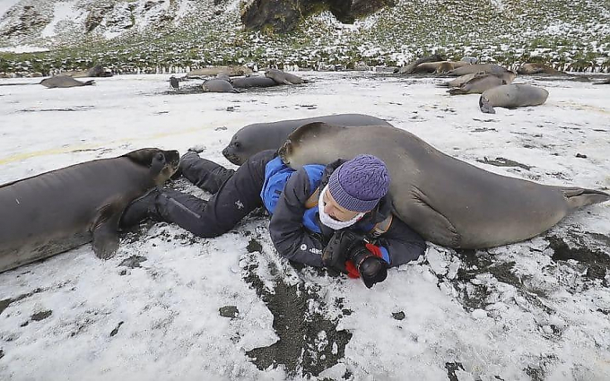 Любопытный тюлень во время фотосессии забрался на женщину-фотографа: Зоовести - Экшн Ньюс