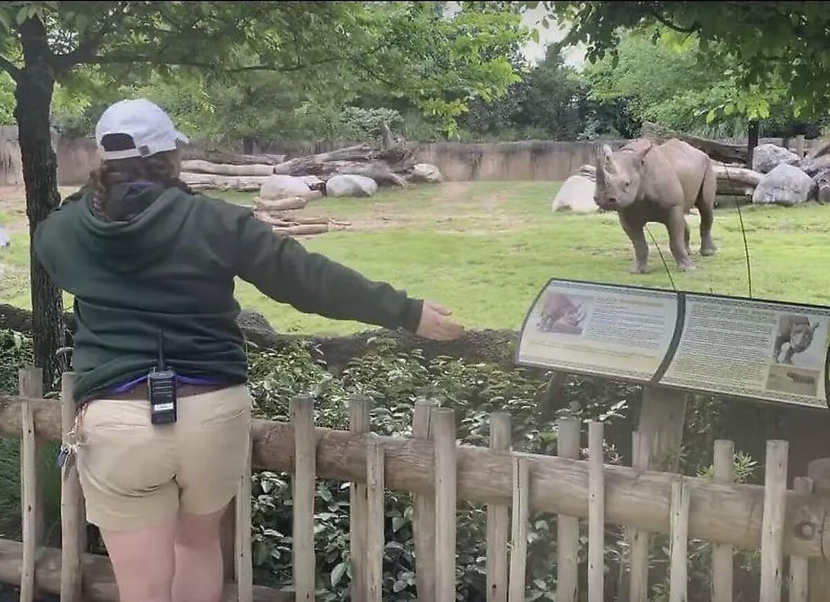 Носорог, словно домашний пёс, показал свои истинные чувства смотрительнице зоопарка