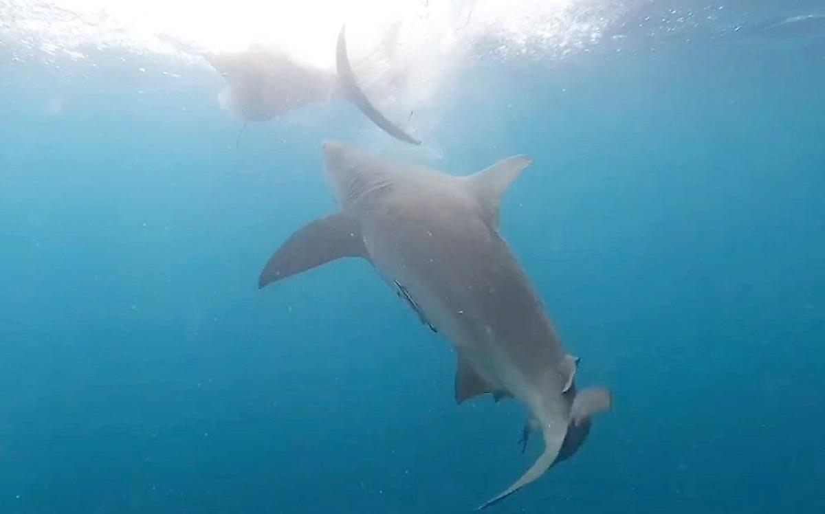 Рыбак снял на видео акулу, стащившую с крючка его удочки рыбу-парусника