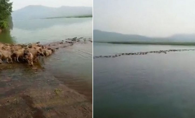 Стадо буйволов каждый день переплывает реку, чтобы пастись на острове в Китае (Видео)