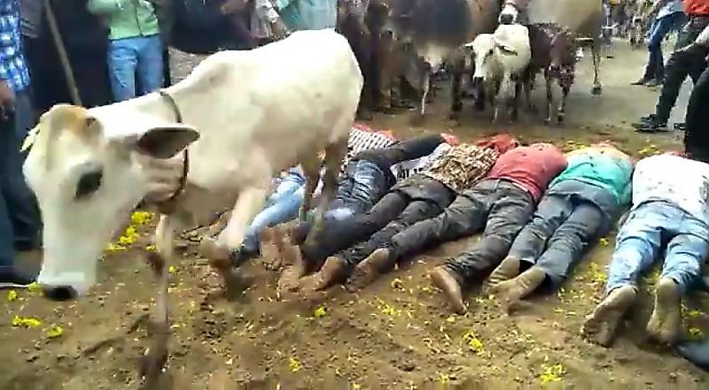 Стадо коров пробежалось по лежащим фанатикам, в рамках странного индийского ритуала