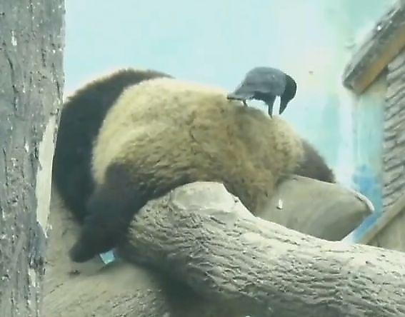 Ворона повадилась клевать задние части панд в китайском зоопарке