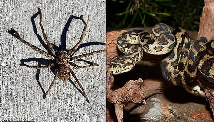 Австралиец застал питона и ядовитого паука у себя в жилище