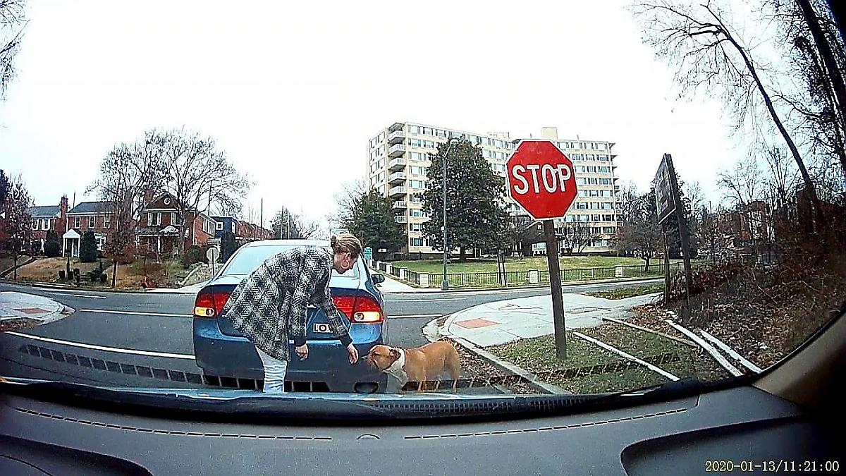 Автовладельцы воссоединили пропавшего пса с его хозяином
