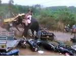 Буйный слон раскидал мотоциклы и моторикши на празднике в Индии ▶