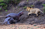 Детёныш бегемота до последнего отгонял львов от застрявшей в трясине матери в африканском заповеднике