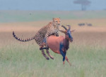 Гепард напал на антилопу на глазах у канадского фотографа