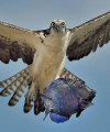 Голландский фотограф поймал в объектив хищную птицу, несущую свой обед 0