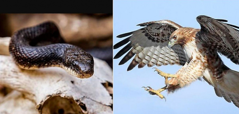 Ястреб и крысиная змея, находящиеся в объятьях друг друга, были замечены в американском заповеднике