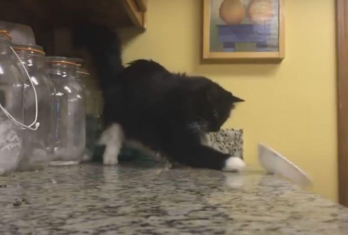 Кошка, уравновешивая на столе тарелку, проверила на прочность нервы хозяйки