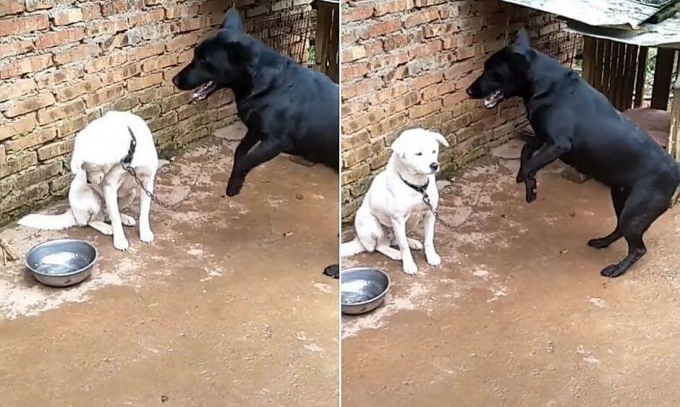 Пёс попытался вывести на «эмоции» своего друга (Видео)