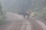 Три льва, атаковавшие буйвола, перегородили дорогу в Танзании (Видео)