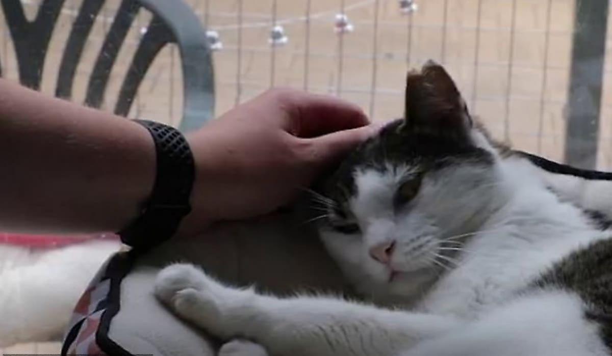 Злющий кот четырежды был возвращён в австралийский приют для животных