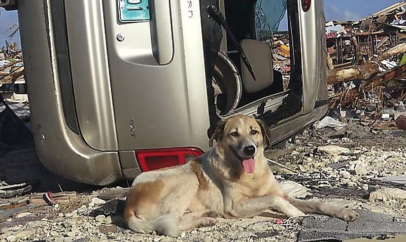 Зоозащитник спас собаку и запечатлел последствия урагана на Багамском острове ▶
