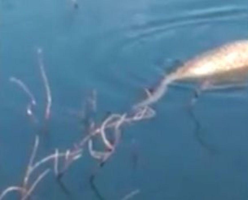 Анаконда, «перекусившая» капибарой, не смогла скрыться под водой с глаз бразильских рыбаков ▶