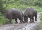 Два носорога не поделили дорогу в африканском заповеднике ▶