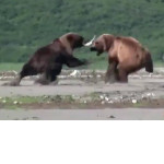 Две медведицы не поделили рыбу на побережье Аляски ▶