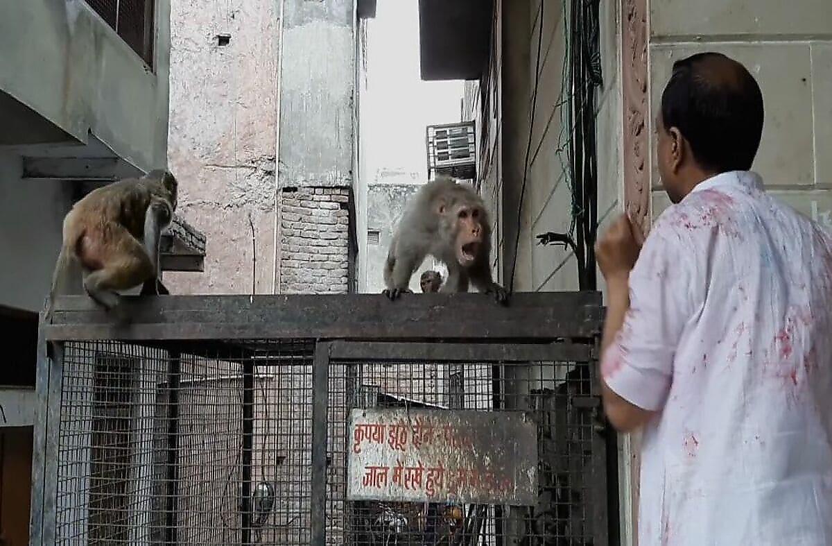 Хитрая обезьяна, стащившая очки, дважды получила «выкуп» с туриста