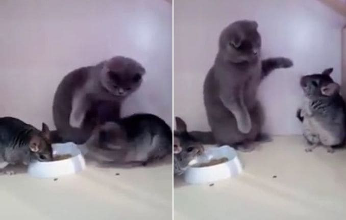 Кошка проучила шиншиллу, нарушившую очередь во время семейного завтрака (Видео)