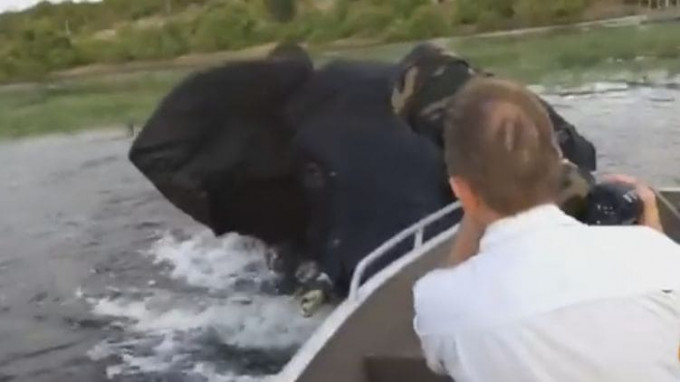 Слон прогнал туристов на лодке в заповеднике Ботсваны (Видео)
