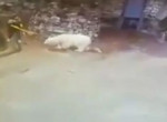 Смелая уборщица отогнала веником белого медведя в московском зоопарке ▶