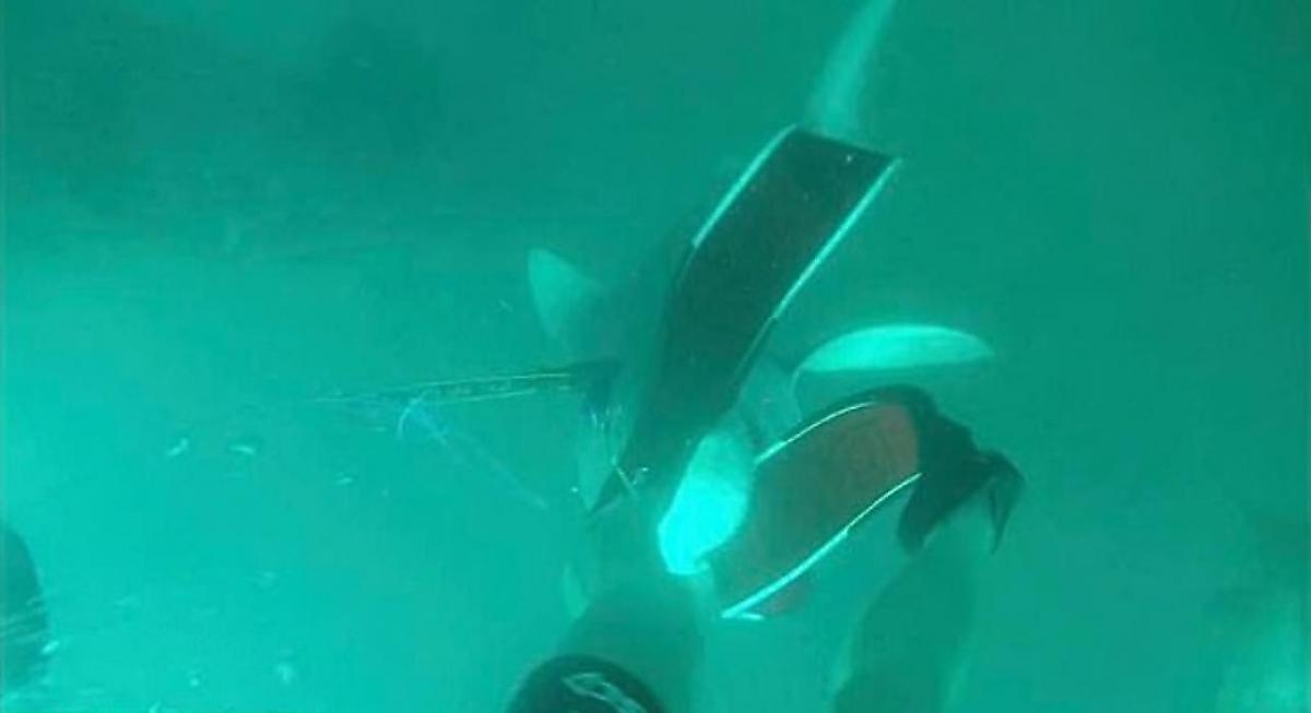 Тупорылая акула лишила ласты подводного охотника у побережья Австралии