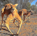 Знаменитый кенгуру-качок Роджер умер на 12-м году жизни в Австралии 1
