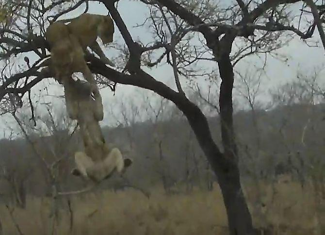 Львицы не поделили добычу, спрятанную леопардом на дереве в ЮАР (Видео)