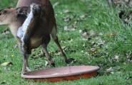 Агрессивная белка отбила еду у оленя и фазана на глазах у британского фотографа 2
