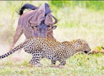 Антилопа тщетно пыталась отбить раненого детёныша от стервятников, бородавочников, гиены и леопарда