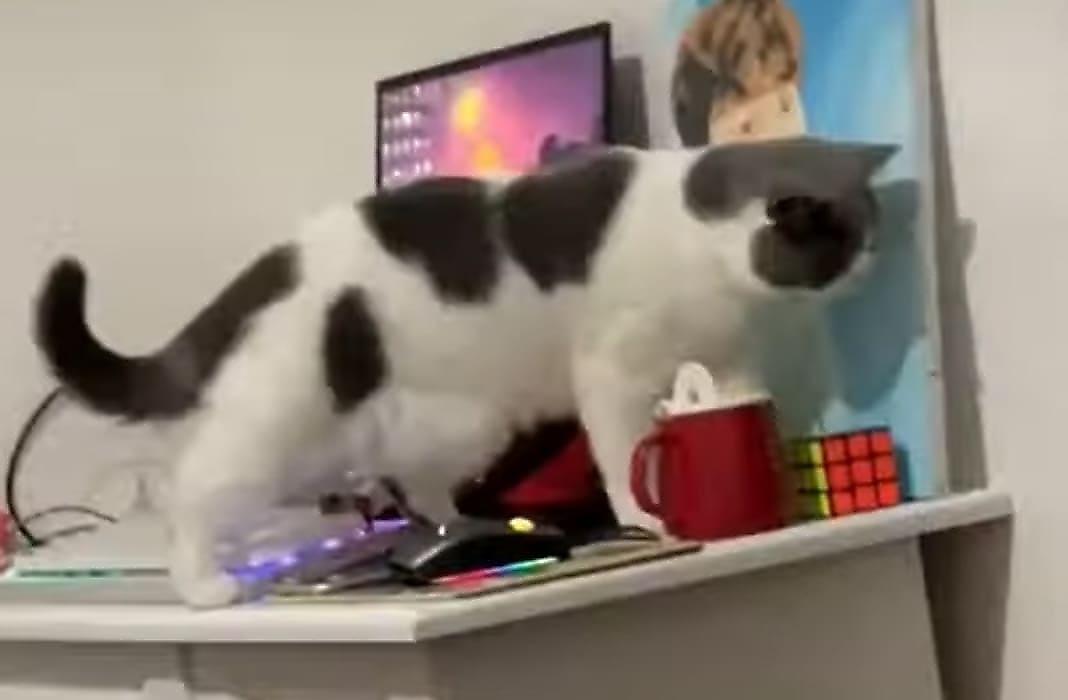 Чрезвычайно аккуратная кошка, форсирующая стол, стала звездой интернета
