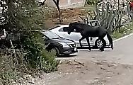 Конь, удирая от псов, врезался в машину на полном скаку