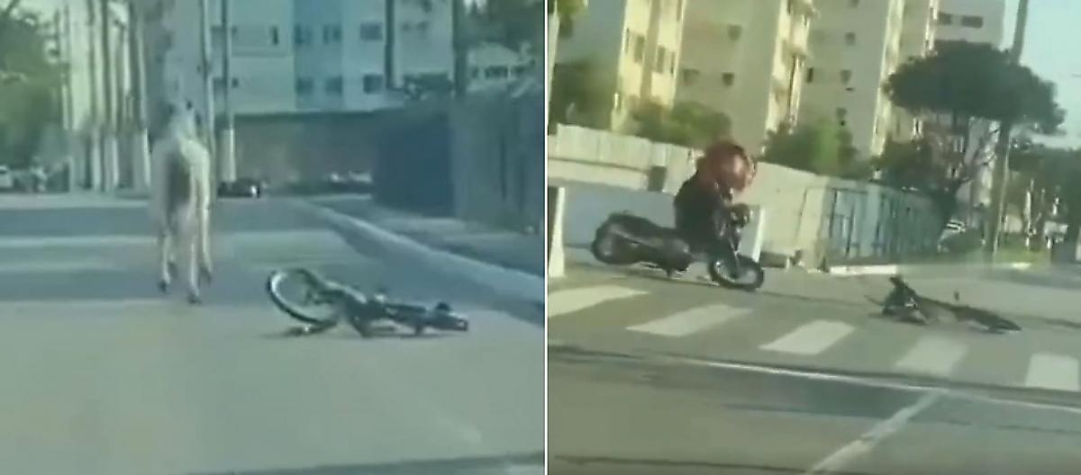 Лошадь с привязанным к ней велосипедом снесла мотоциклиста и попала на видео в Бразилии