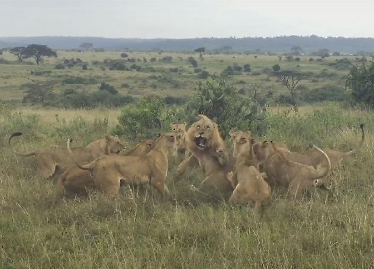 Львицы напали на кочевого льва и прогнали его со своей территории