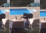 Любопытный медведь бесцеремонно нарушил сон домовладельца, задремавшего возле бассейна - видео