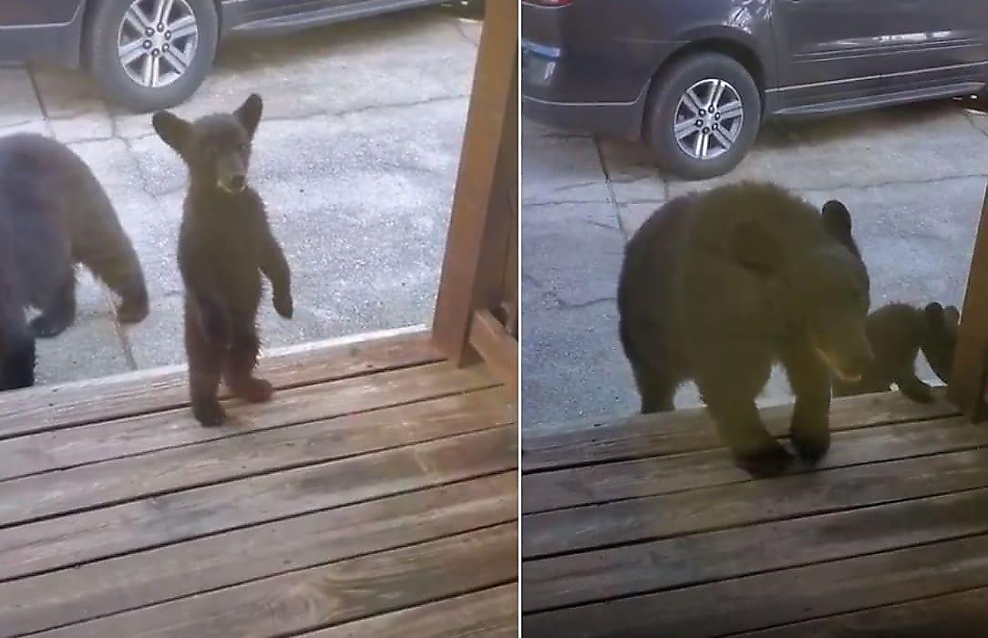 Медведица предостерегла туристов от встречи с любопытным медвежонком