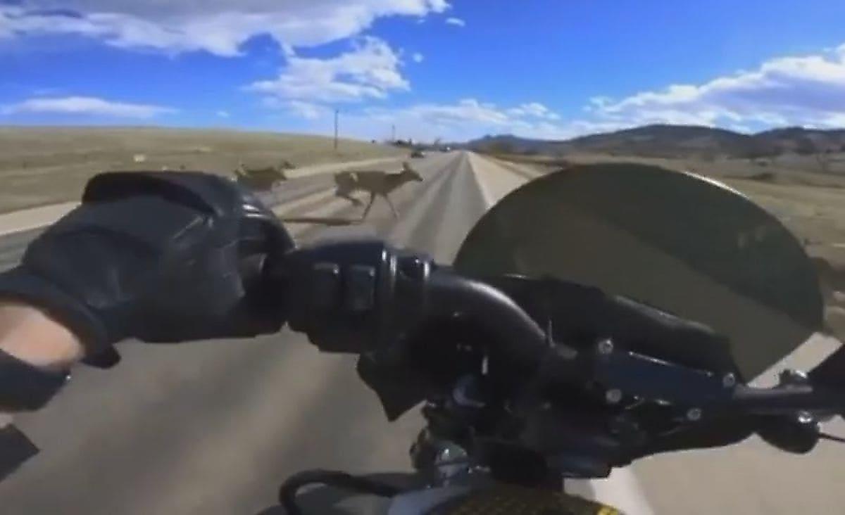 Мотоциклист не успел объехать оленя, выскочившего у него на пути