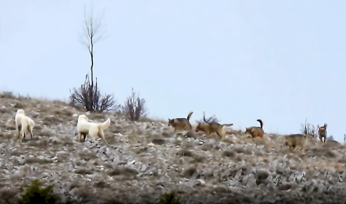 Противостояние двух псов с волчьей стаей попало на видео в Италии