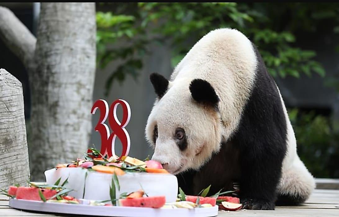 Самая старая панда в мире скончалась в возрасте 38 лет в Китае