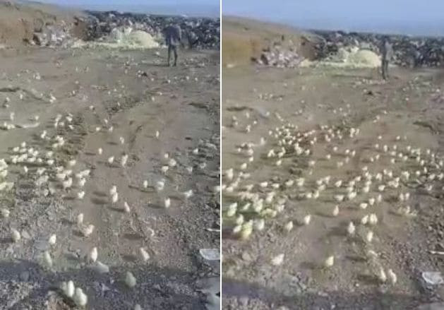 Сотни вылупившихся цыплят оккупировали свалку в Грузии (Видео)