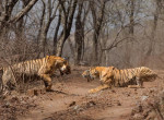 Тигрица напала на свою мать на глазах у туриста в Индии 0