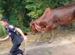 Вытащенная из трясины тайская бурёнка вместо благодарности напала на своих спасателей - видео