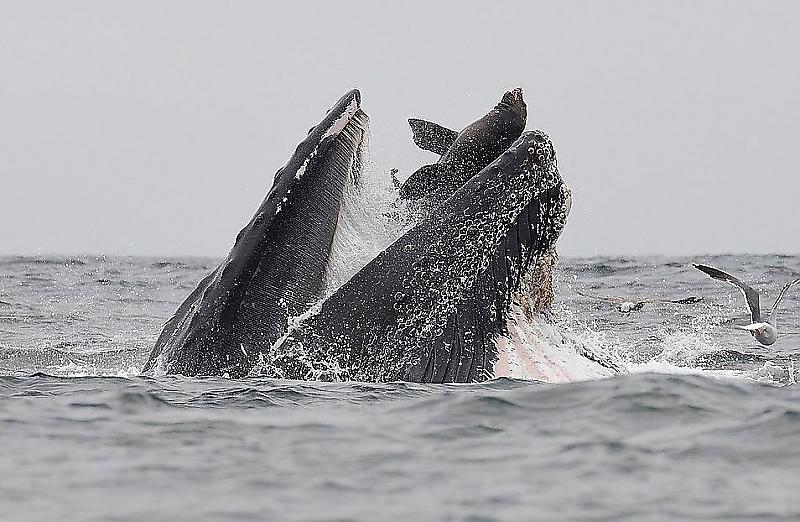 Американец сфотографировал бегство морского льва из пасти горбатого кита