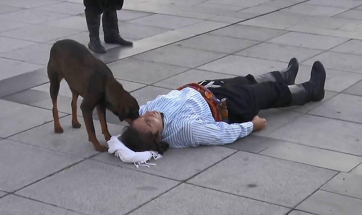 Бродячая собака не смогла пройти мимо и бросилась на помощь лежащему на земле актёру - видео