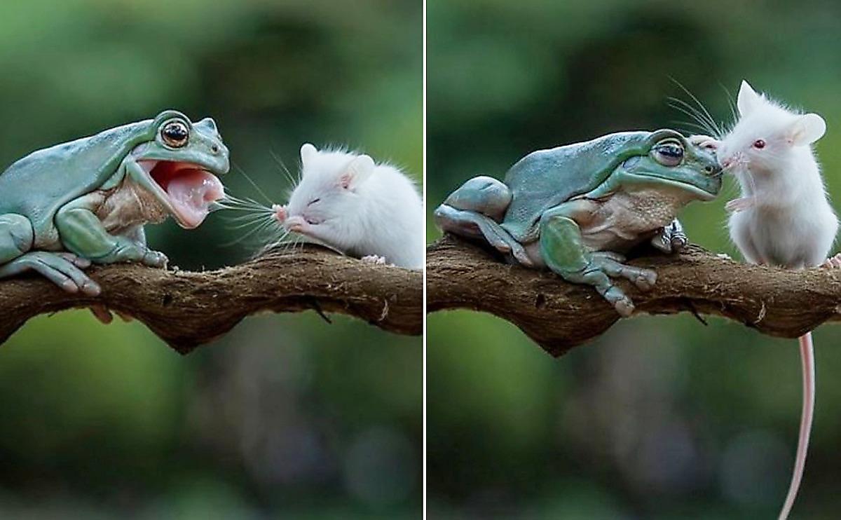 Фотограф - «лягушатник» запечатлел противостояние жабы и мыши
