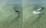 Игривый пёс поверг в панику тюленя у австралийского побережья (Видео)