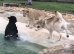 Медвежонок, львёнок и волчонок устроили забавную потасовку возле бассейна