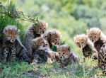 Плодовитая самка гепарда родила семерых детёнышей в заповеднике Масаи-Мара ▶